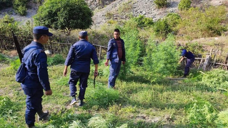 खोटाङमा प्रहरीद्वारा १४ सय बढी गाँजाका बोट नष्ट