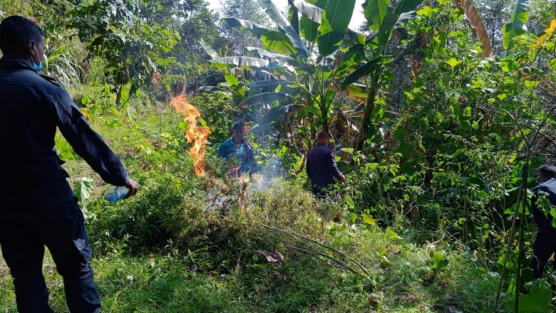इलाका प्रहरी कार्यलय हलेसीद्धारा एक साता भित्र हजार बढी गाँजाका बोट नष्ट