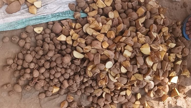 विप्लव नेतृत्वको नेकपाद्वारा खोटाङमा कृषि उत्पादन सुरु