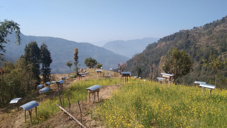 खोटाङमा तीन जनाले गरे व्यवसायिक रुपमा मौरी पालन सुरु