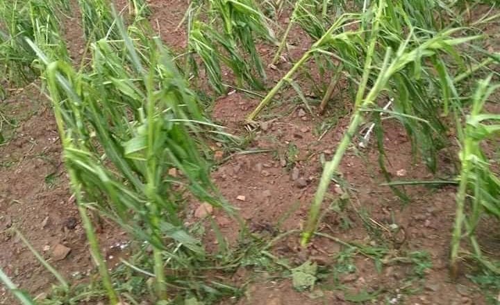 खोटाङ : असिनापानीले मकै लगायतका बालीमा ठुलो क्षति