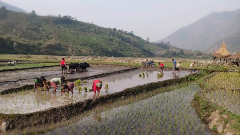 पार्टीलाई आत्मनिर्भर बनाउन विप्लव नेतृत्वको नेकपा खोटाङले धान रोप्यो