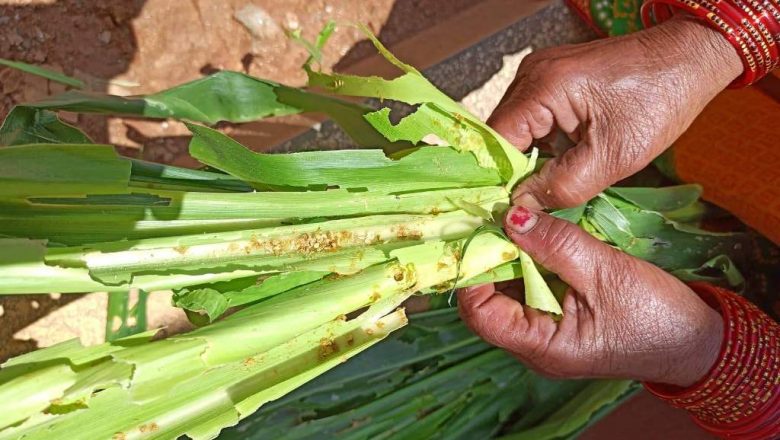 खोटाङमा पनि देखियो अमेरिकन फौजी किरा