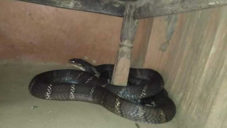 खोटाङमा भेटियो ५ मिटर लामो अजिंगर