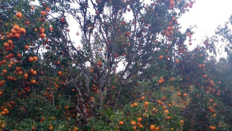 खोटाङमा सुन्तला उत्पादन बढ्यो, बजारीकरणको छैन समस्या