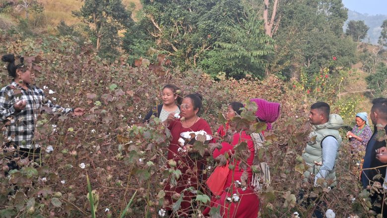 हलेसी तुवाचुङमा फस्टाउदै कपास खेती