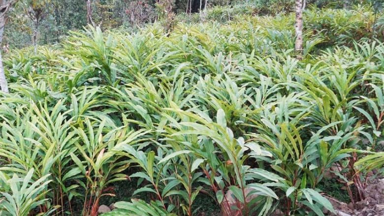 खोटाङमा अलैंची उत्पादनमा वृद्धि