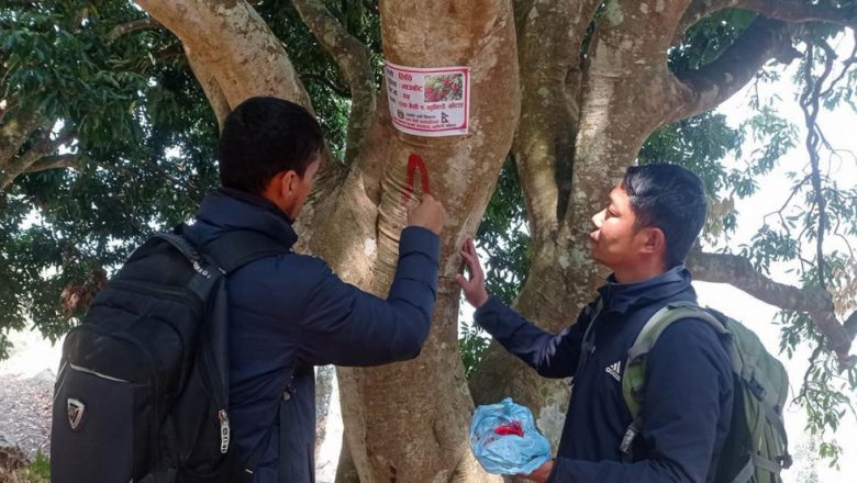 रावाबेँसी गाउँपालिका लिची  प्रवद्र्धनमा जुट्यो