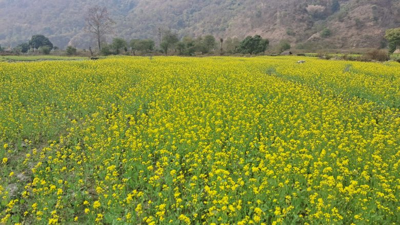रावा बेसीका खेतमा लहलह तोरी, तेल पेल्न मिल खरिद गर्दै गाउँपालिका