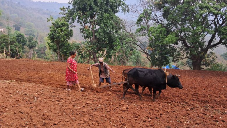पानी परेसँगै खोटेहाङका किसान मकै छर्न ब्यस्त