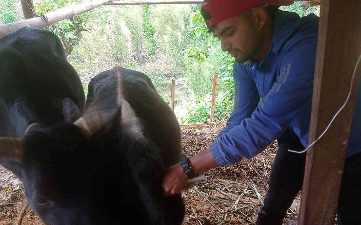 गाईगोरुमा देखिएको लम्पी स्किन रोग नियन्त्रण गर्न बराहपोखरीमा खोप अभियान