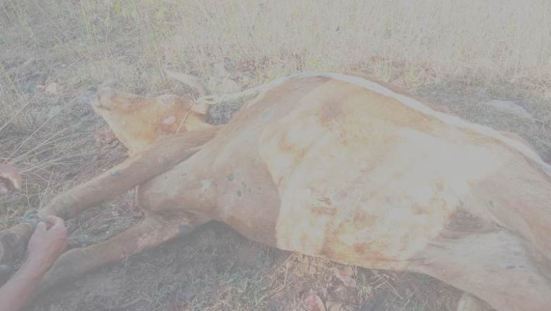 खोटाङमा लम्पी स्किन रोग नियन्त्रण बाहिर, ६० बढी गाईगोरु मरे