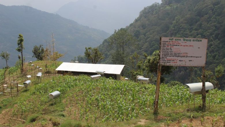 खोटाङ : ७६ लाख बढी रकमको मौरी ब्लकमा जम्मा ३ घारमा मौरी