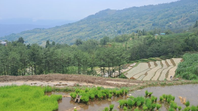 बर्सात सुरु भएसँगै खोटाङमा रोपाइँ सुरु
