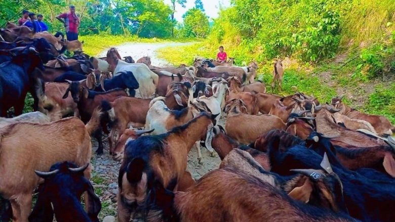खोटाङको एउटै पालिकाबाट दसैँमा एक करोड ७५ लाखको खसी बिक्री