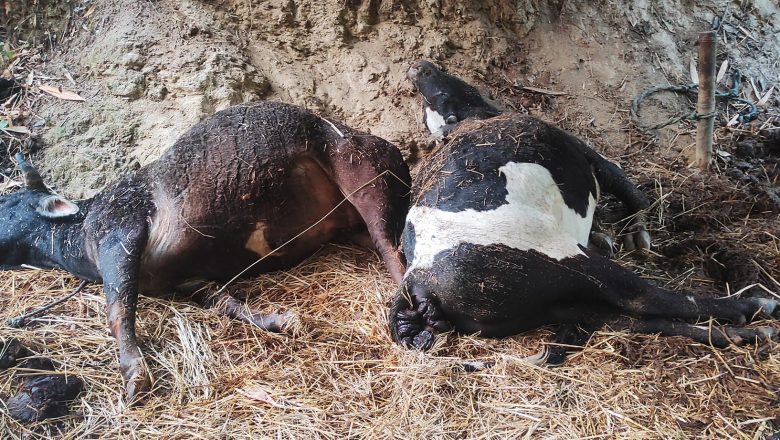 खोटाङमा चट्याङ लागेर हल गोरु मरे